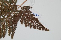 杯狀蓋陰石蕨藏品圖，第5張