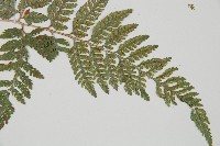 杯狀蓋陰石蕨藏品圖，第3張