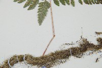 杯狀蓋陰石蕨藏品圖，第4張