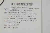 革葉鐵角蕨藏品圖，第2張