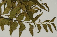 革葉鐵角蕨藏品圖，第3張