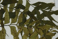 革葉鐵角蕨藏品圖，第4張