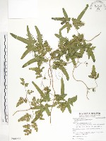 海金沙藏品圖，第1張