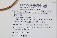 臺灣狗脊蕨藏品圖，第2張
