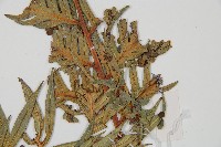 臺灣狗脊蕨藏品圖，第5張