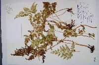 闊片烏蕨藏品圖，第1張