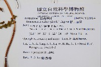 闊片烏蕨藏品圖，第2張