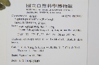 毛葉腎蕨藏品圖，第2張