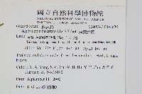 長葉腎蕨藏品圖，第2張