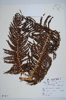 筆筒樹藏品圖，第1張