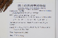 筆筒樹藏品圖，第2張