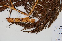 筆筒樹藏品圖，第3張