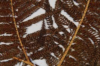 筆筒樹藏品圖，第4張
