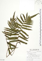 毛蕨藏品圖，第1張