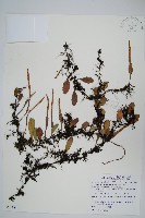 抱樹石葦藏品圖，第1張