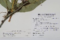海岸星蕨藏品圖，第2張