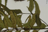 革葉鐵角蕨藏品圖，第5張