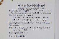 翅軸假金星蕨、短柄卵果蕨藏品圖，第2張