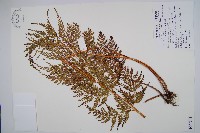 烏蕨藏品圖，第1張