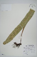 星蕨藏品圖，第1張