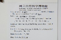 星蕨藏品圖，第2張