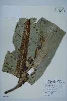 南洋山蘇花藏品圖，第1張