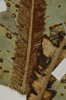 南洋山蘇花藏品圖，第3張