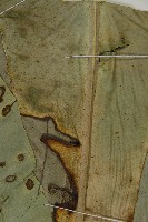 南洋山蘇花藏品圖，第4張