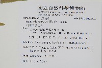 粗齒革葉紫萁藏品圖，第2張