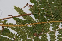 粗毛鱗蓋蕨藏品圖，第3張