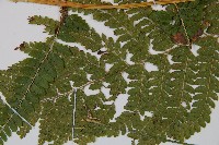 粗毛鱗蓋蕨藏品圖，第4張