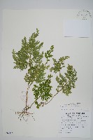 異葉卷柏藏品圖，第1張