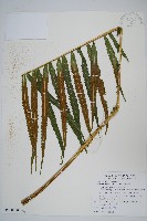 大葉毛蕨藏品圖，第1張