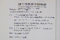 大葉毛蕨藏品圖，第2張