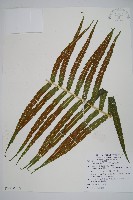 大葉毛蕨藏品圖，第3張