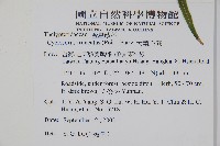 大葉毛蕨藏品圖，第4張