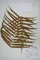 大葉毛蕨藏品圖，第5張