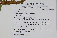 大葉毛蕨藏品圖，第6張
