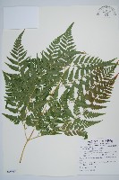 闊葉骨碎補藏品圖，第1張