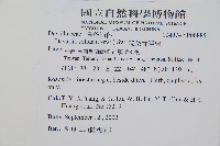 闊葉骨碎補藏品圖，第2張