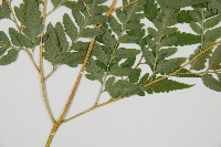 闊葉骨碎補藏品圖，第3張