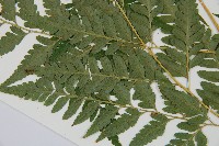 闊葉骨碎補藏品圖，第4張