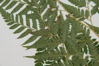 闊葉骨碎補藏品圖，第5張