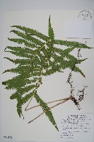 密毛毛蕨藏品圖，第1張