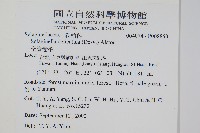 全緣卷柏藏品圖，第2張