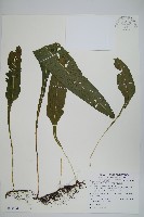 萊氏線蕨藏品圖，第1張