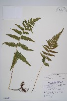 東洋蹄蓋蕨藏品圖，第1張