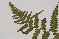 東洋蹄蓋蕨藏品圖，第4張