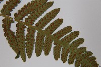 東洋蹄蓋蕨藏品圖，第5張