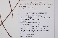 東洋蹄蓋蕨藏品圖，第2張